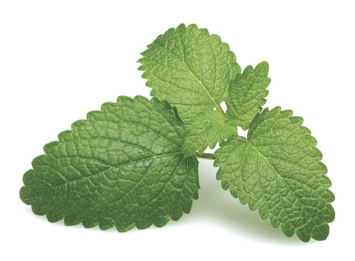 la plante du sommeil